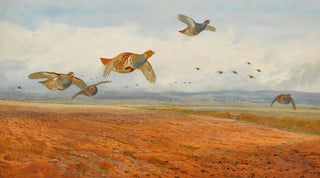 Archibald Thorburn - A Covey of Grey Partridge in Flight.webp