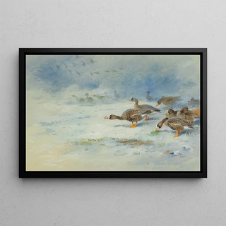 Archibald Thorburn - Arnacle Geese.webp