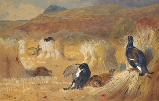 Archibald Thorburn - Blackcock In A Field.webp