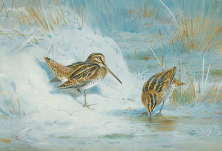Archibald Thorburn - Frozen Out Snipe.webp