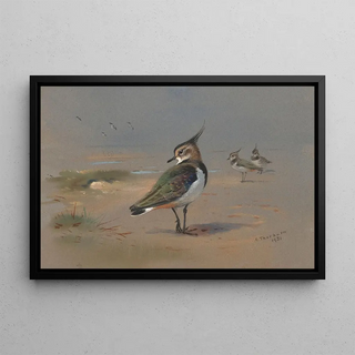 Archibald Thorburn - Green Plovers.webp