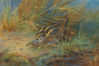 Archibald Thorburn - Jack Snipe.webp