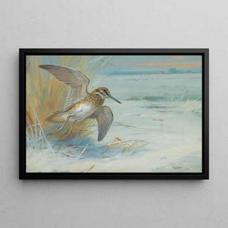 Archibald Thorburn - Jack Snipe Rising.webp