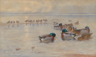 Archibald Thorburn - Mallards on a lake.webp