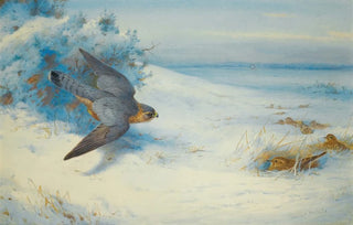 Archibald Thorburn - Merlin And Larks.webp