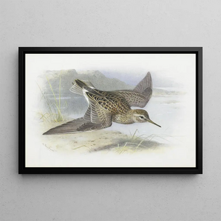 Archibald Thorburn - Pectoral Sandpiper.webp