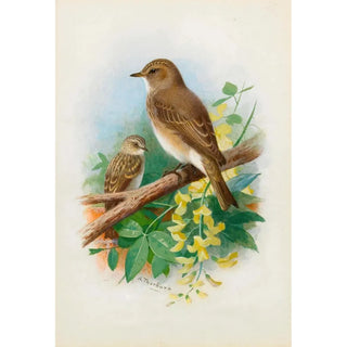 Archibald Thorburn - Spotted Flycatchers.webp