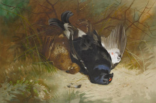 Archibald Thorburn - Still Life Of A Pair Of Blackgame.webp