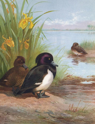 Archibald Thorburn - Tufted Duck.webp