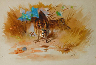 Archibald Thorburn - Woodcock In A Sandy Hollow.webp