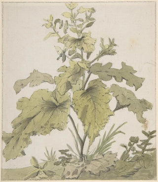 Christian Wilhelm Ernst Dietrich - Study of a Plant.webp