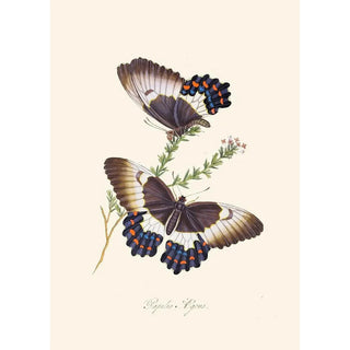 Edward Donovan - An epitome of the natural history of the insects of New Holland New Zealand Pl13.webp