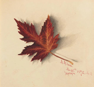 Feuille d'automne - Mary Vaux Walcott