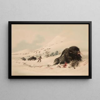 George Catlin - Buffalo Bull in Snow Drift.webp