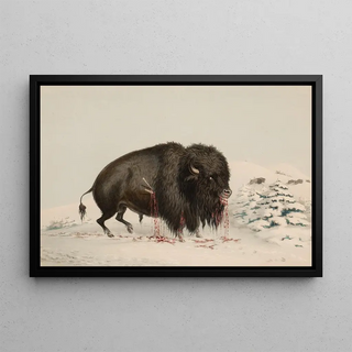 George Catlin - Wounded Buffalo Bull.webp