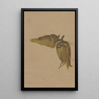 Henryka Beyer - Study of hazelnuts.webp