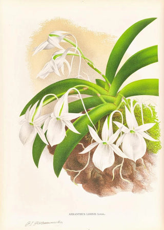 Jean Jules Linden - Aeranthus Leonis.webp