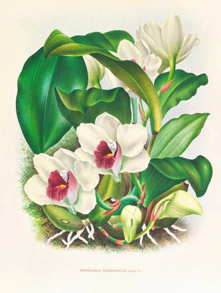 Jean Jules Linden - Bifrenaria harrisoniae.webp