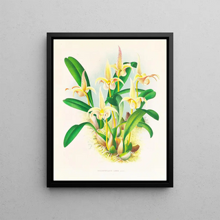 Jean Jules Linden - Bolbophyllum lobbi.webp