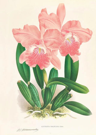 Jean Jules Linden - Cattleya Malouana.webp