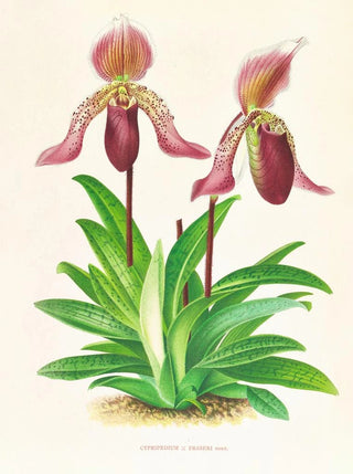 Jean Jules Linden - Cypripedium fraseri.webp
