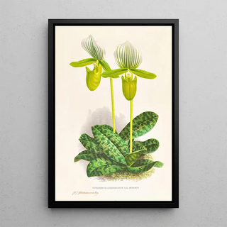 Jean Jules Linden - Cypripedium lawrenceanum var hyeanum.webp