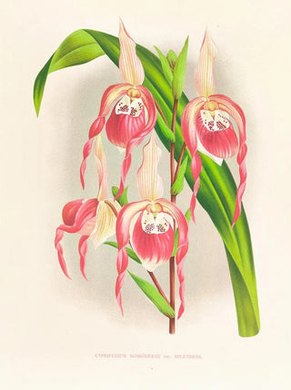 Jean Jules Linden - Cypripedium schroderae var splendens.webp
