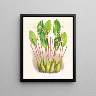 Jean Jules Linden - Dendrobium Inauditum.webp