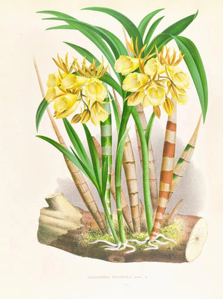 Jean Jules Linden - Galeandra flaveola.webp