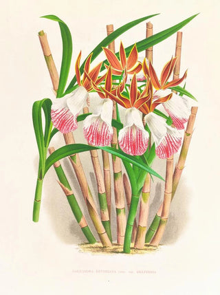 Jean Jules Linden - Galendra devoniana.webp