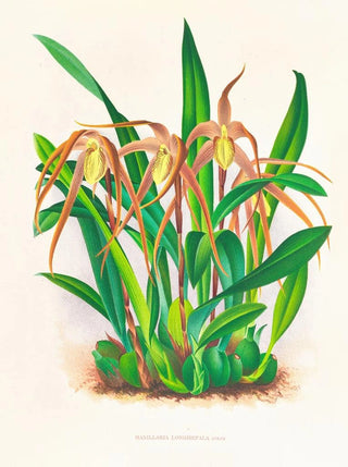 Jean Jules Linden - Maxillaria longisepala.webp