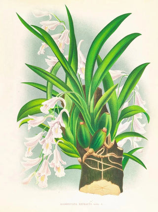 Jean Jules Linden - Rodriguezia refracta.webp