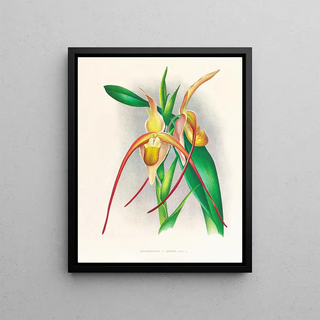 Jean Jules Linden - Selenipedium grande.webp