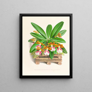 Jean Jules Linden - Trichocentrum albo purpureum.webp