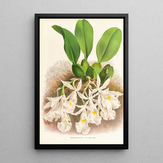 Jean Jules Linden - Trichopilia Suavis.webp