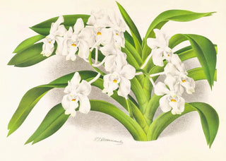 Jean Jules Linden - Vanda denisoniana.webp