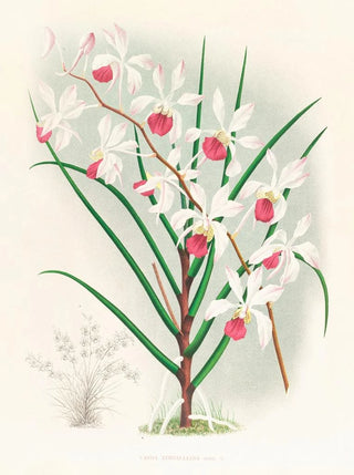 Jean Jules Linden - Vanda kimballiana.webp