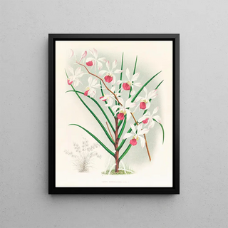 Jean Jules Linden - Vanda kimballiana.webp