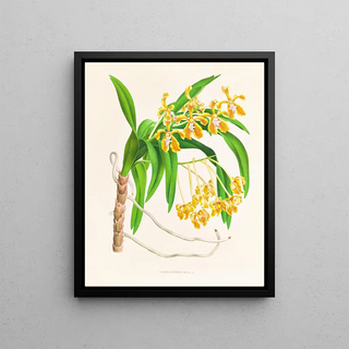 Jean Jules Linden - Vanda lindeni.webp