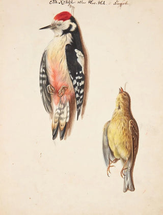 Johanna Fosie - Studie af dd flagsptte og gulspurv ophngt.webp