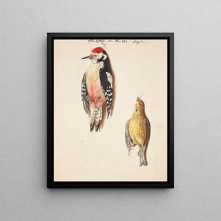 Johanna Fosie - Studie af dd flagsptte og gulspurv ophngt.webp