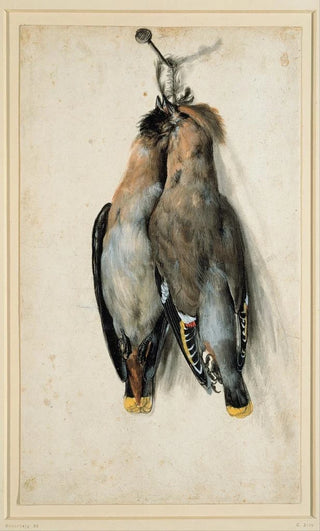 Lucas Cranach the Elder - Two Dead Bohemian Waxwings.webp