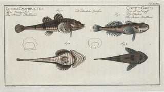 Marcus Elieser Bloch - 1 2 Cottus Gobio The River Bullhead 3 4 Cottus Cataphractus The Armed Bullhead.webp