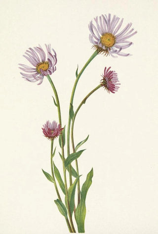 Mary Vaux Walcott - Alaska Fleabane Erigeron salsuginosus.webp