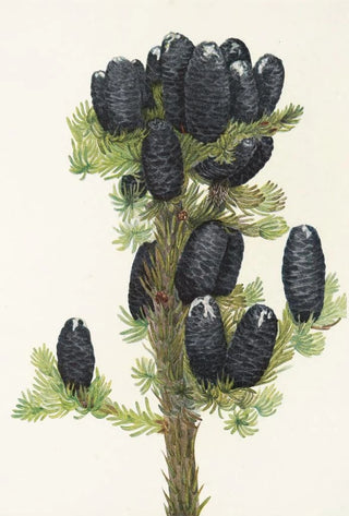 Mary Vaux Walcott - Alpine Fir Abies lasiocarpa.webp