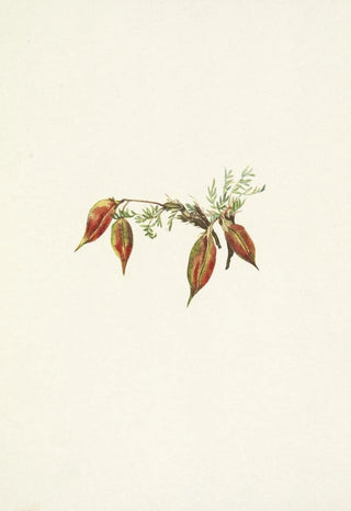 Mary Vaux Walcott - Alpine Pointvetch fruit Oxytropis podocarpa.webp