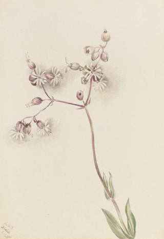 Mary Vaux Walcott - Bladder Campion Silene latifolia.webp