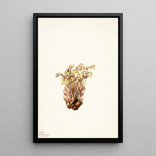 Mary Vaux Walcott - Broomrape Orobanche fasciculata.webp