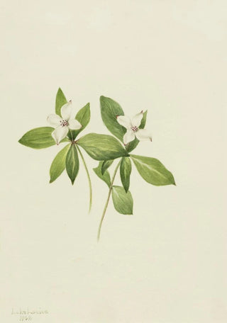 Mary Vaux Walcott - Bunchberry Cornus canadensis.webp