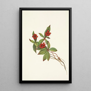 Mary Vaux Walcott - Bunchberry fruit Cornus canadensis.webp